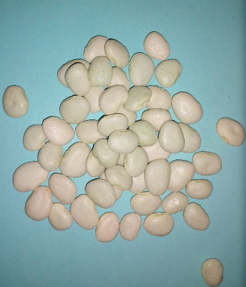 Bean seedsjpg